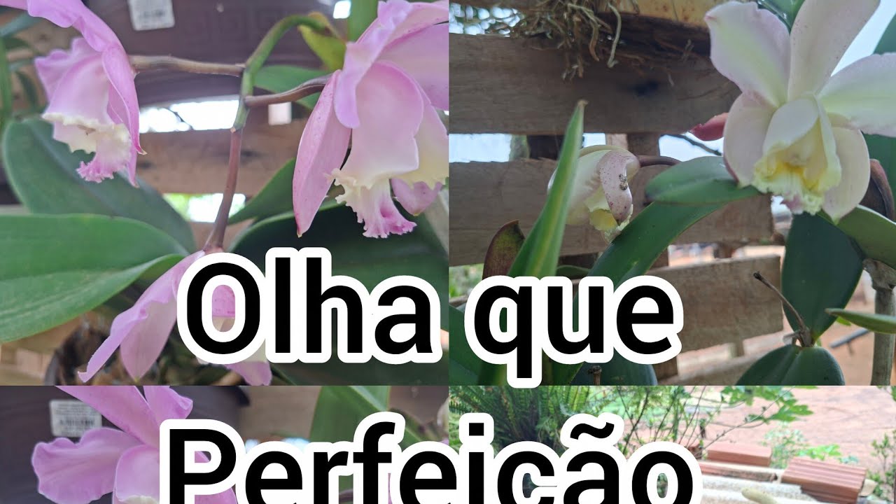 🌷💥🚨algumas orquídeas  vem conferir 💥🚨