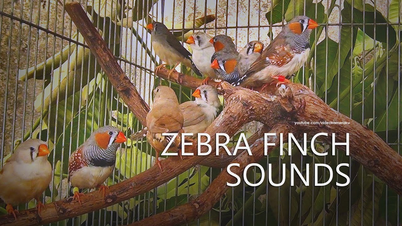 Zebra Finch Sounds: Chekuu-chekuu Chekuu-chekuu