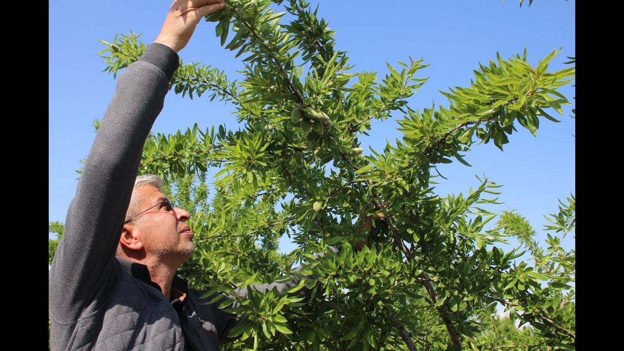 Adıyaman'da 70 Bin Dönüm Arazide Badem Üretiliyor