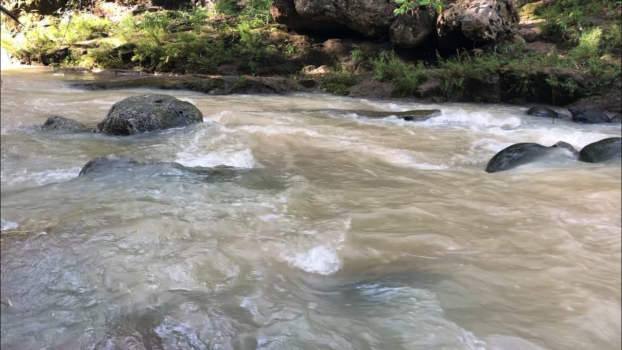 Majestic Forest Sounds – Healing Birds & Calm Forest Stream Sounds 
