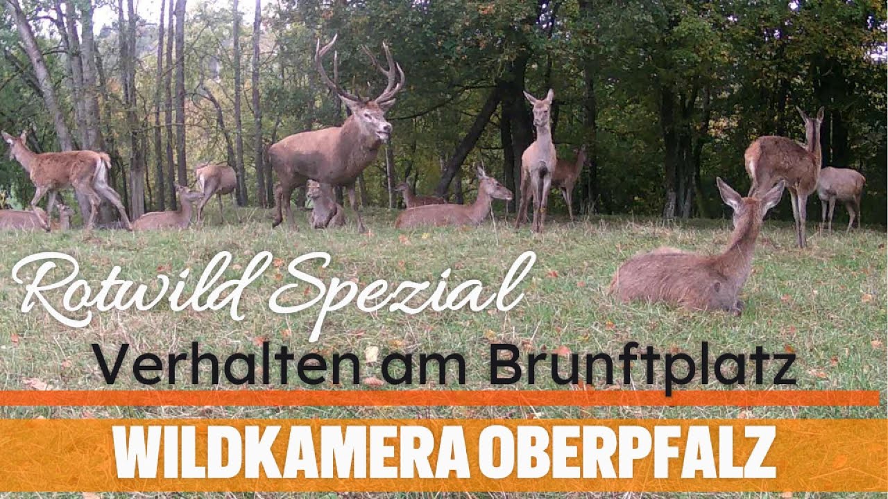 Rotwild Spezial