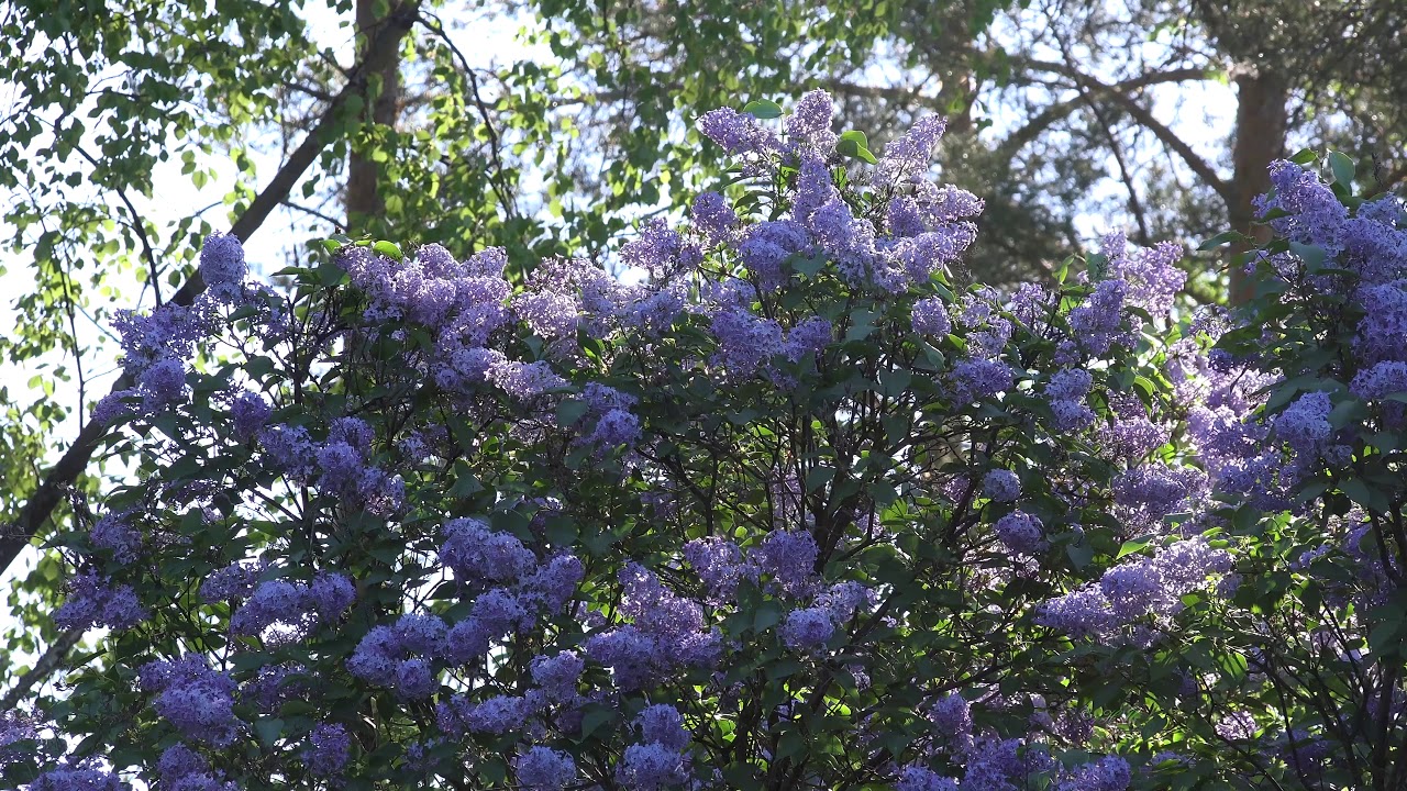Morning Birds singing 1½ hours real time 4K video - NO LOOP