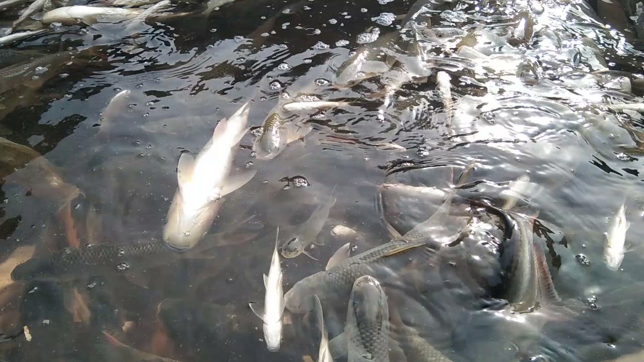 Big fish collect water house | bd fish & fishing life | fishing competitionbd fish & fishing life