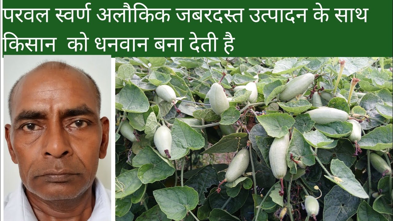 Ep -39 : परवल स्वर्ण अलौकिक जबरदस्त उत्पादन के साथ किसान  को धनवान बना देती है