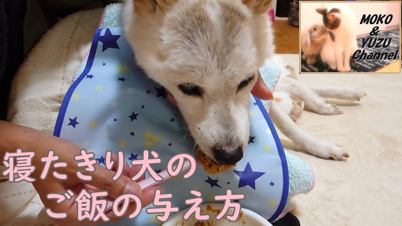 【老犬介護】寝たきり犬のご飯と与え方