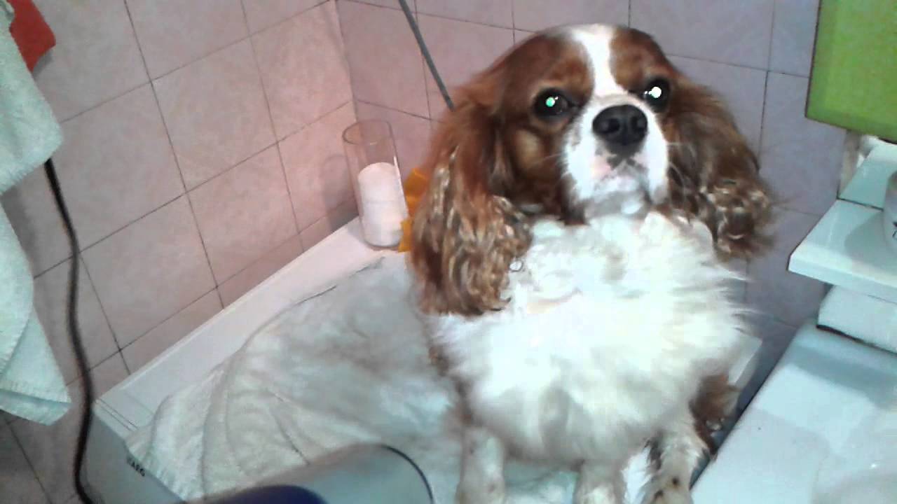 Cavalier King Charles Spaniel - drying - [Paca]