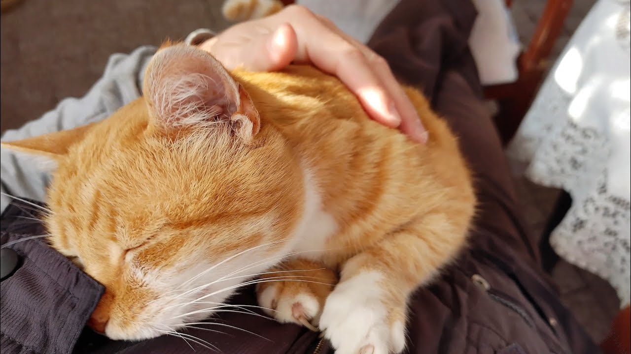 Affectionate Ginger Cat Can’t Stop Giving His Human Love And Cuddles
