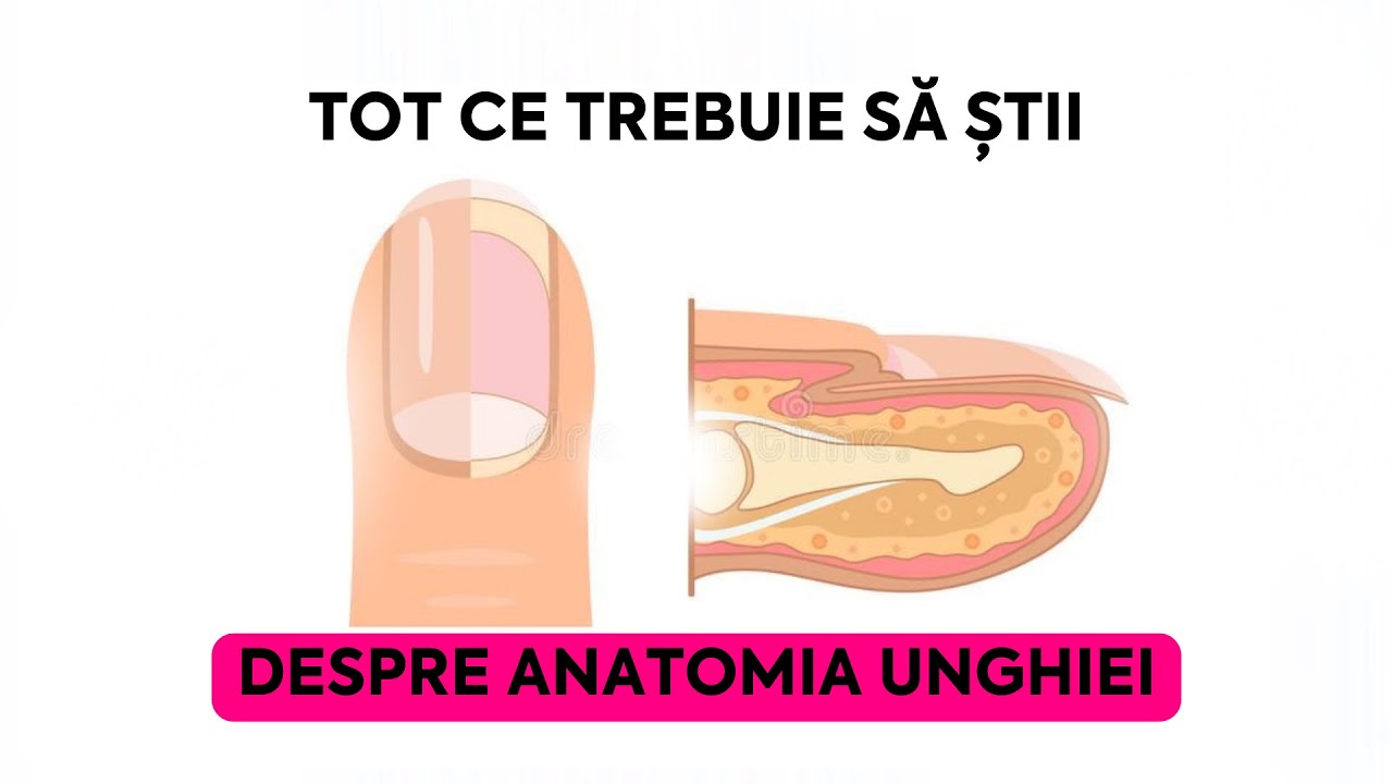 ANATOMIA UNGHIEI PARTEA 1 | Curs Manichiură Intensiv