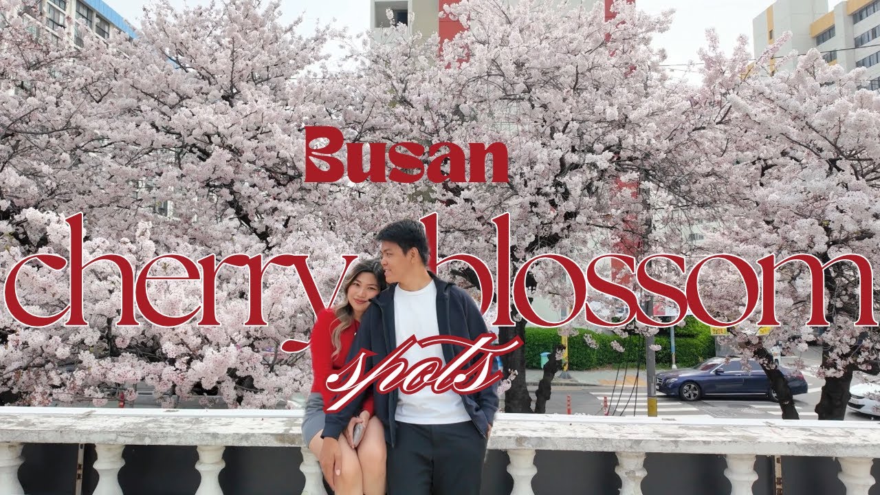 Cherry Blossom spots in Busan 🌸 (Spring season)| Micstify Travel Vlog