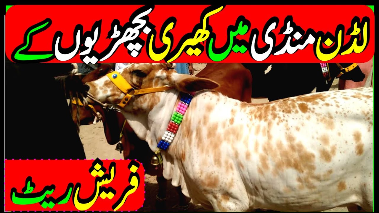 Fresh update australian friesian cross bachrian at Luddan Mandi district Vehari /Luddan Mandi.pk/