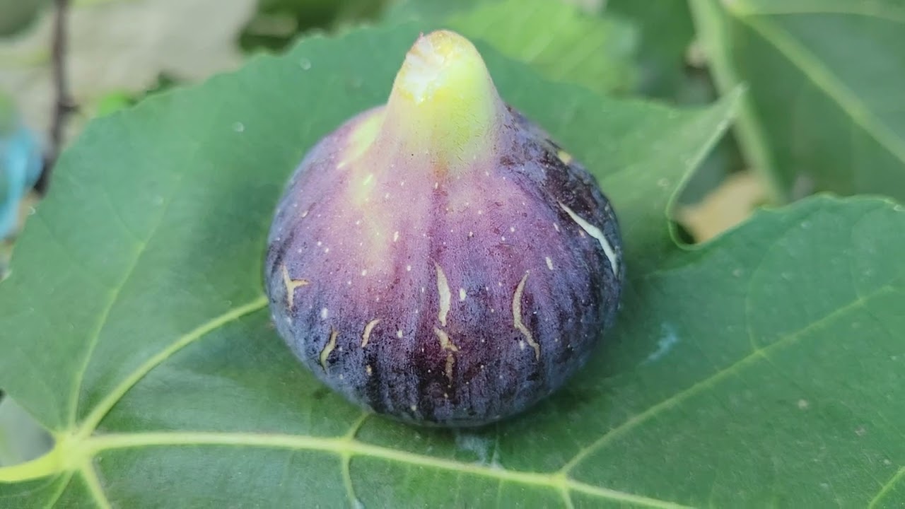 Brogiotto Nero fig tree Feb 2025