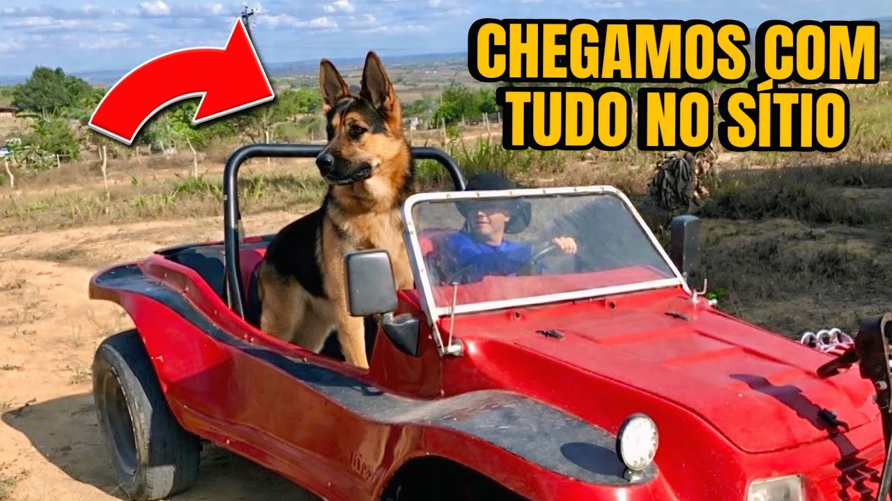 PASTOR ALEMÃO NO BUGGY: Um cachorro que sabe viver 😮