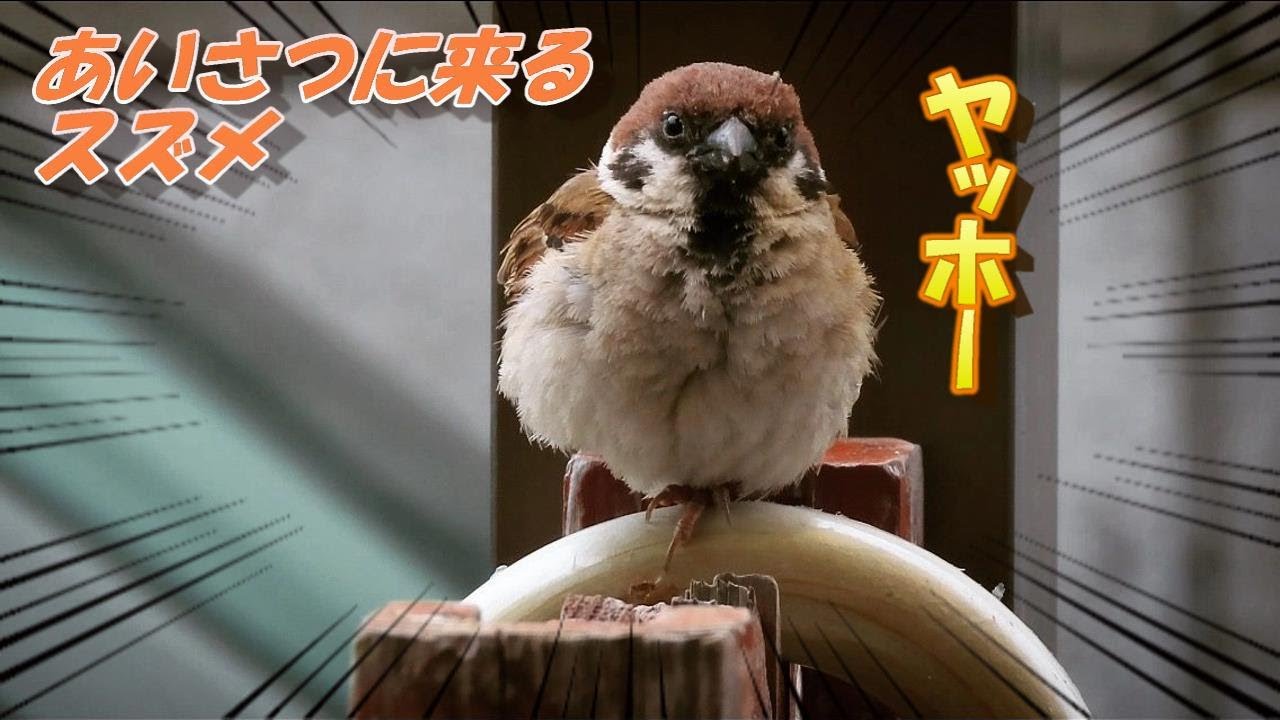 挨拶に来るすずめ 何故か懐いた不思議なスズメ#2 “ピンピン” Friendly spparrow cute. 雀 かわいい