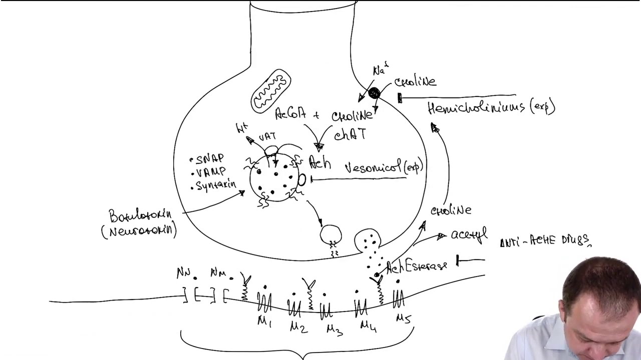 Botulinum Toxin Pharmacology (Part 17)