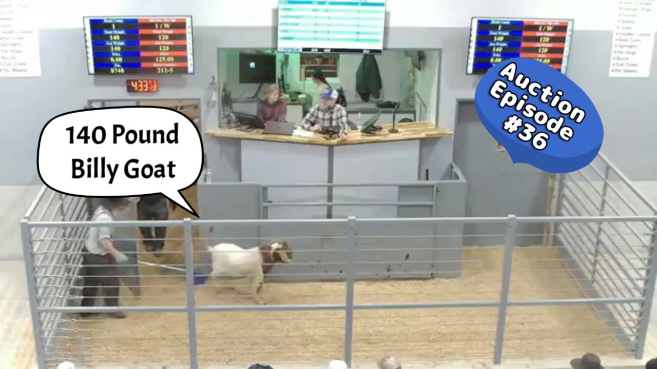 Goat Auction on 01/06/2026