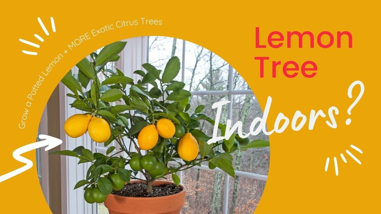Grow an Indoor Lemon Tree + MORE Exotic Potted Citrus Trees