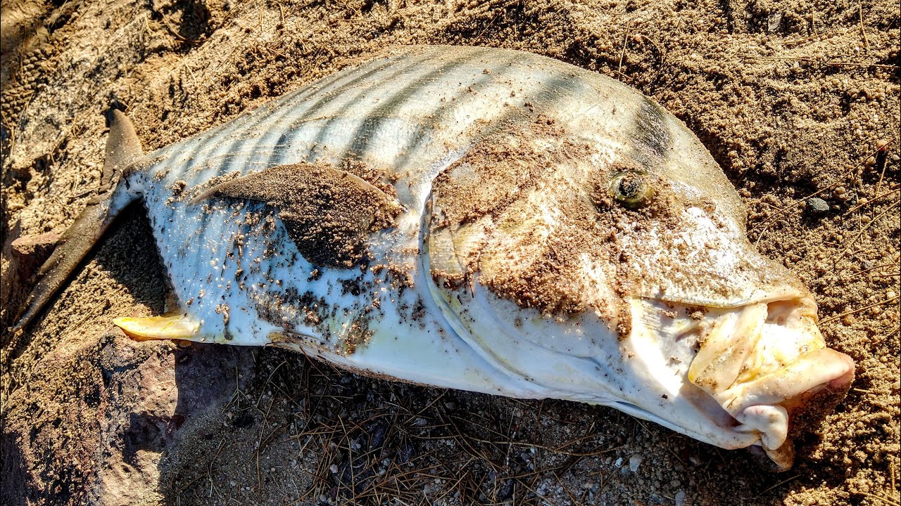 Recopilación de PESCA por playas de La Paz, BCS (Parte 2)