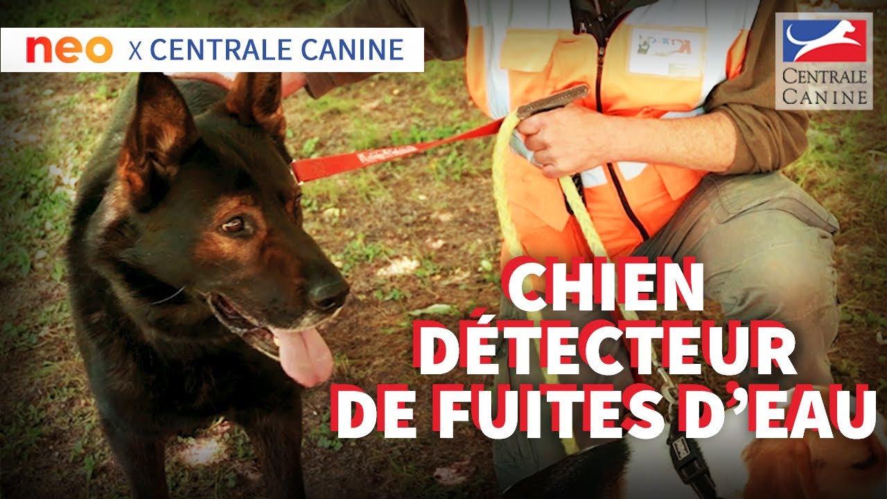 UN CHIEN POUR DÉTECTER LES FUITES D'EAU - Neo x Centrale Canine