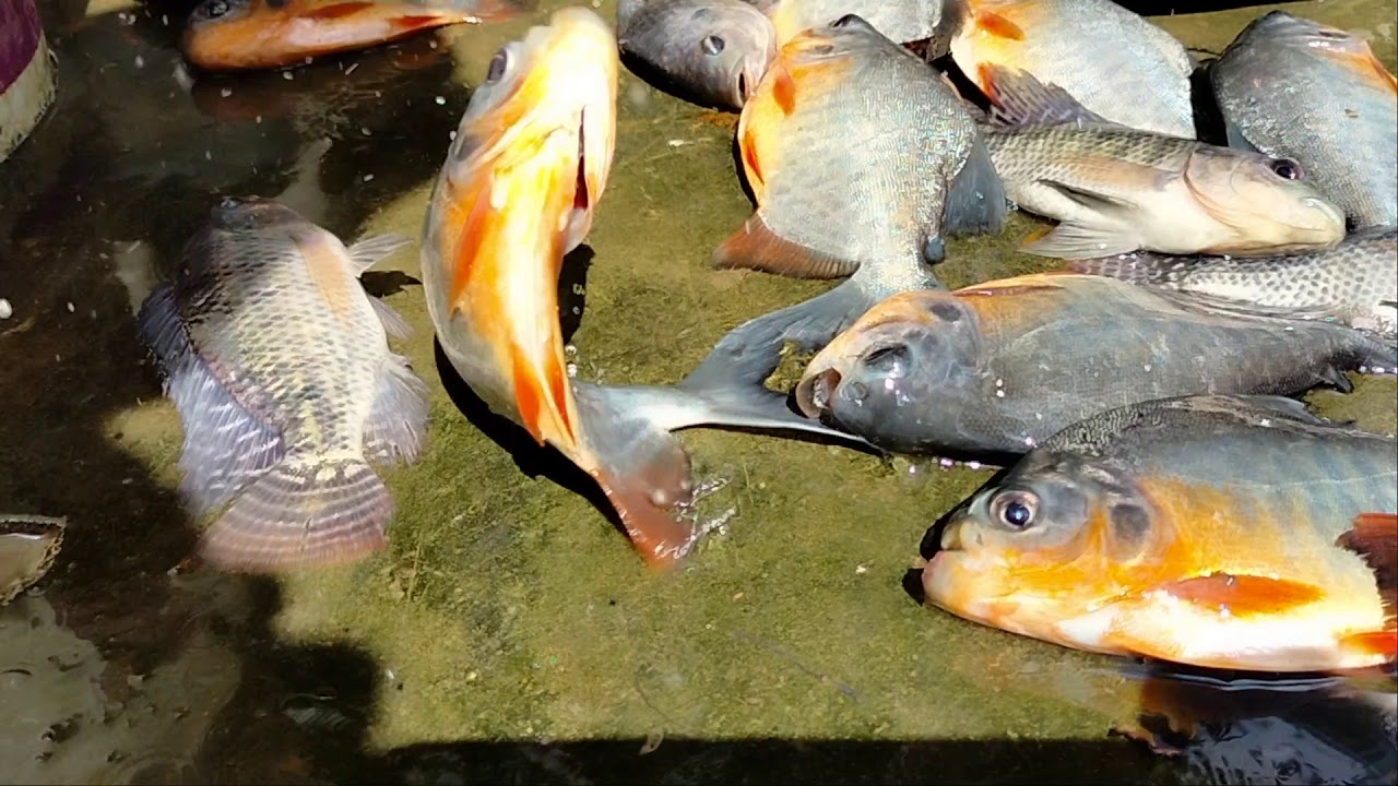 #Fish Harvesting#Thilaappiya#Nutter#Fish Farming