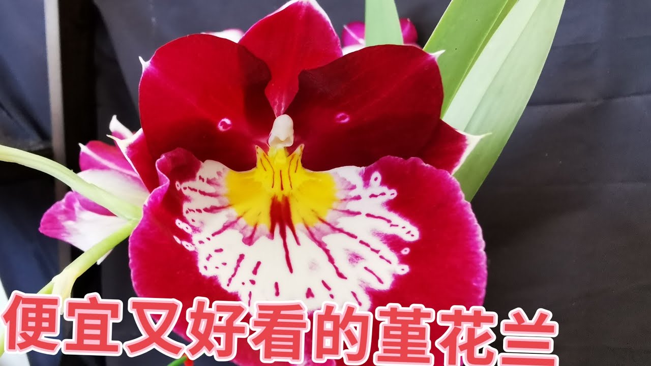 便宜又好看的堇花兰@Trader Joe's