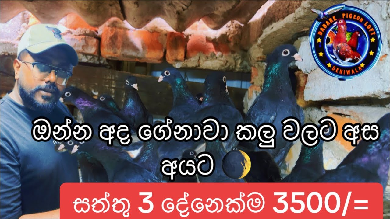 සත්තු 3 දේනාම 3500/=🥵😱