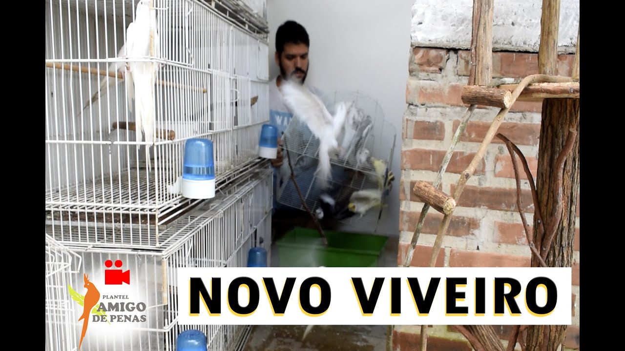 SOLTANDO AS AVES NO VIVEIRO NOVO!