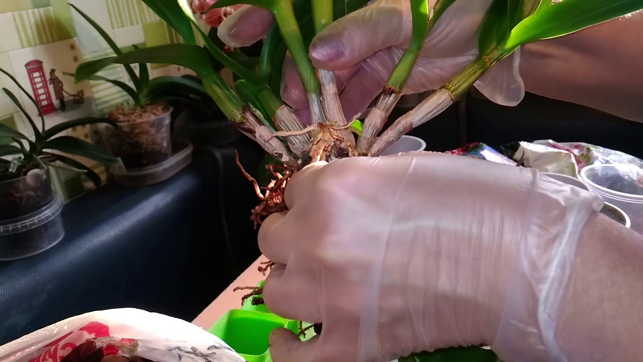 ПЕРЕСАДКА - ДЕЛЕНИЕ куста Дендробиума Фаленопсиса