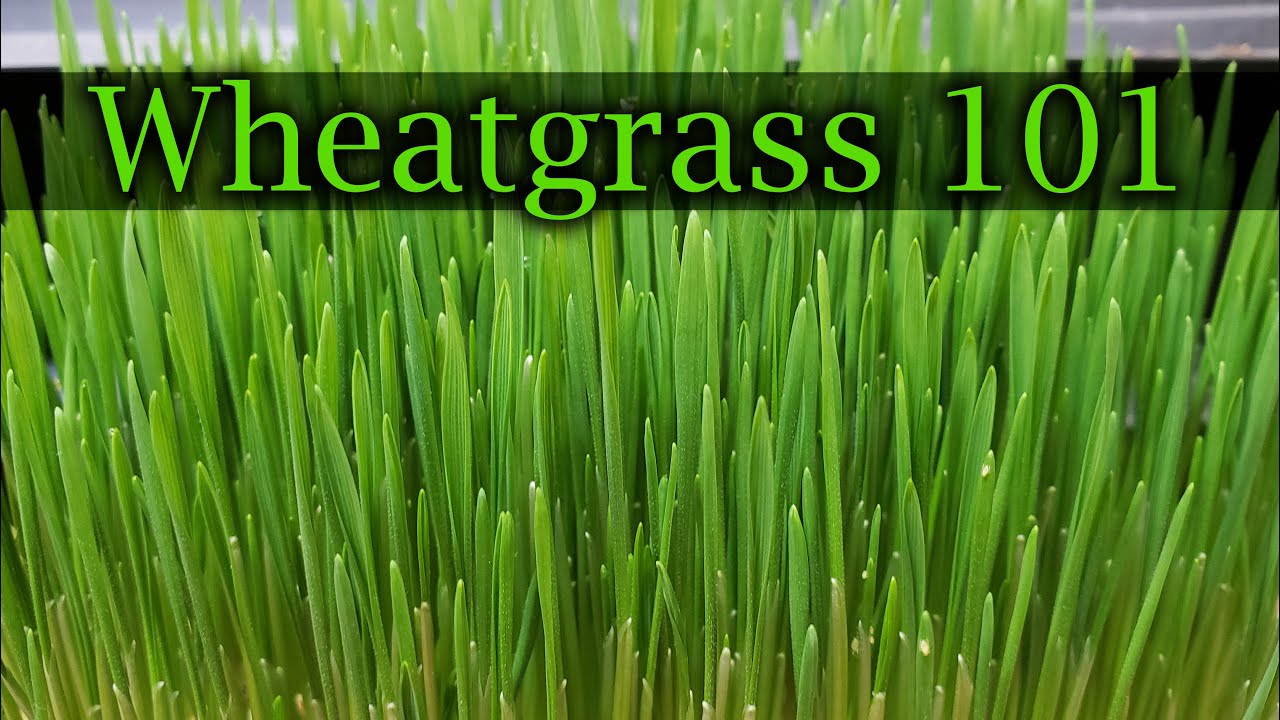 How To Grow Wheatgrass - A Complete Guide