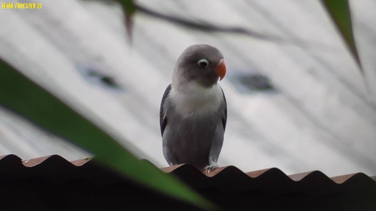 CARA MENANGKAP LOVEBIRD LEPAS