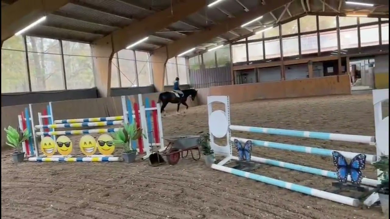 Dundee // Show Jumping, Equitation // Kannan // 2018 // Gelding