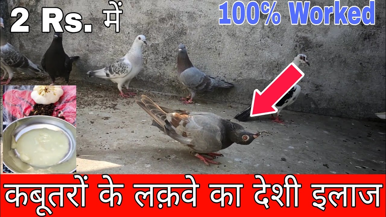 Kabutar ke Lakwe ka Desi ilaj 100℅ | कबूतर के लक़वे का देशी इलाज 100℅