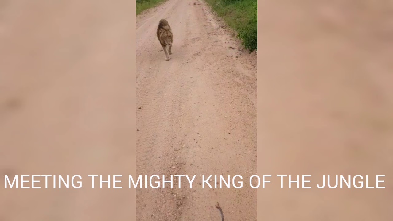 SAFARI with CLOSE ENCOUNTERS
