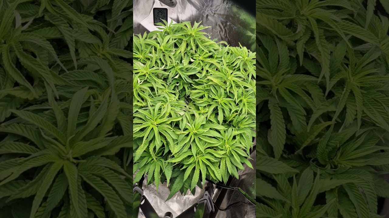 #homegrown #medical #marijuanaismedicine #marijuanamovement