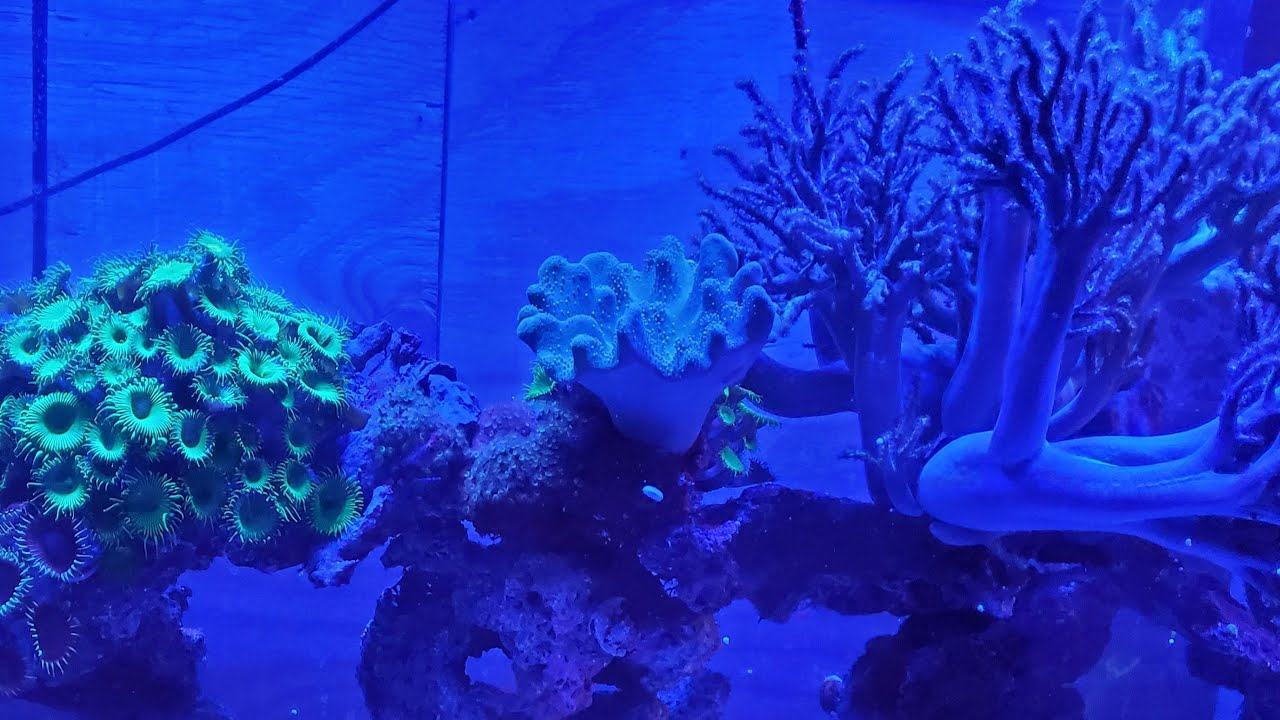 live 65 gallon soft tank