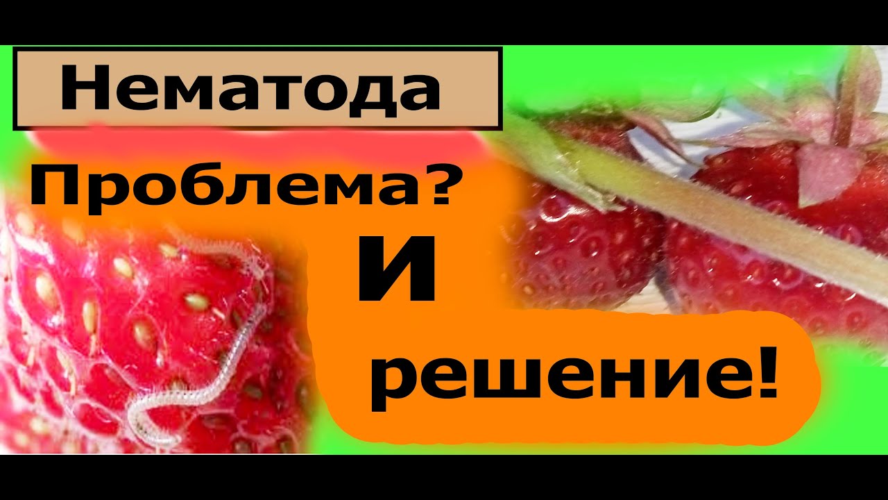 Клубника - невидимый паразит.