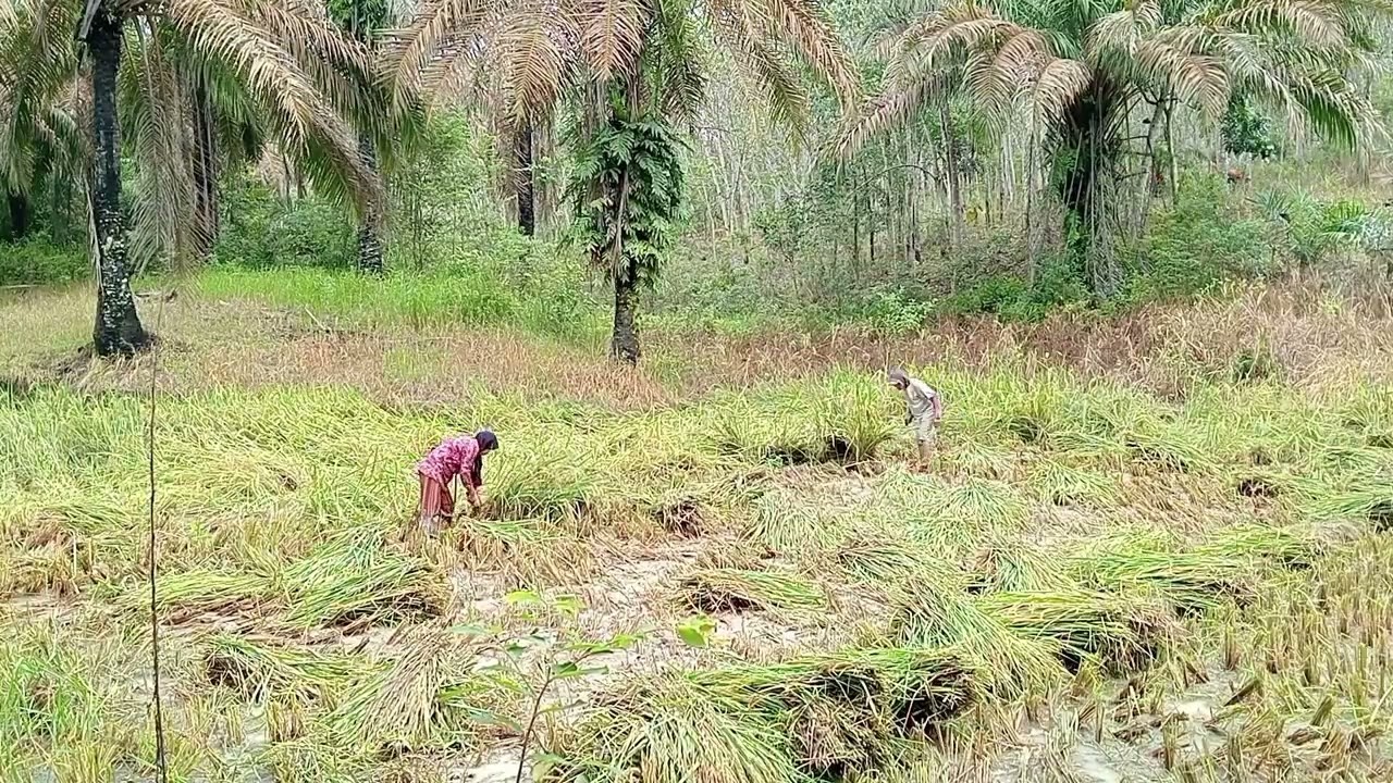 Ngaret (manen) padi yang roboh..