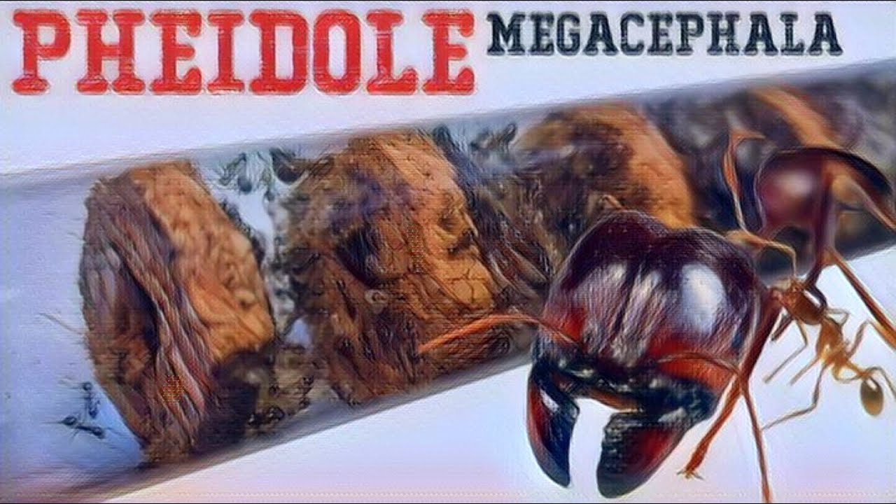 🐜 Pheidole megacephala stają się większe w obliczu zaciekłych konkurentów