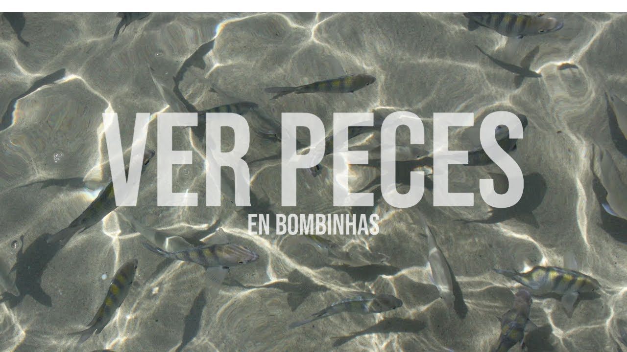 Snorkel en Bombinhas, dos playas tradicionales para flotar y ver peces.