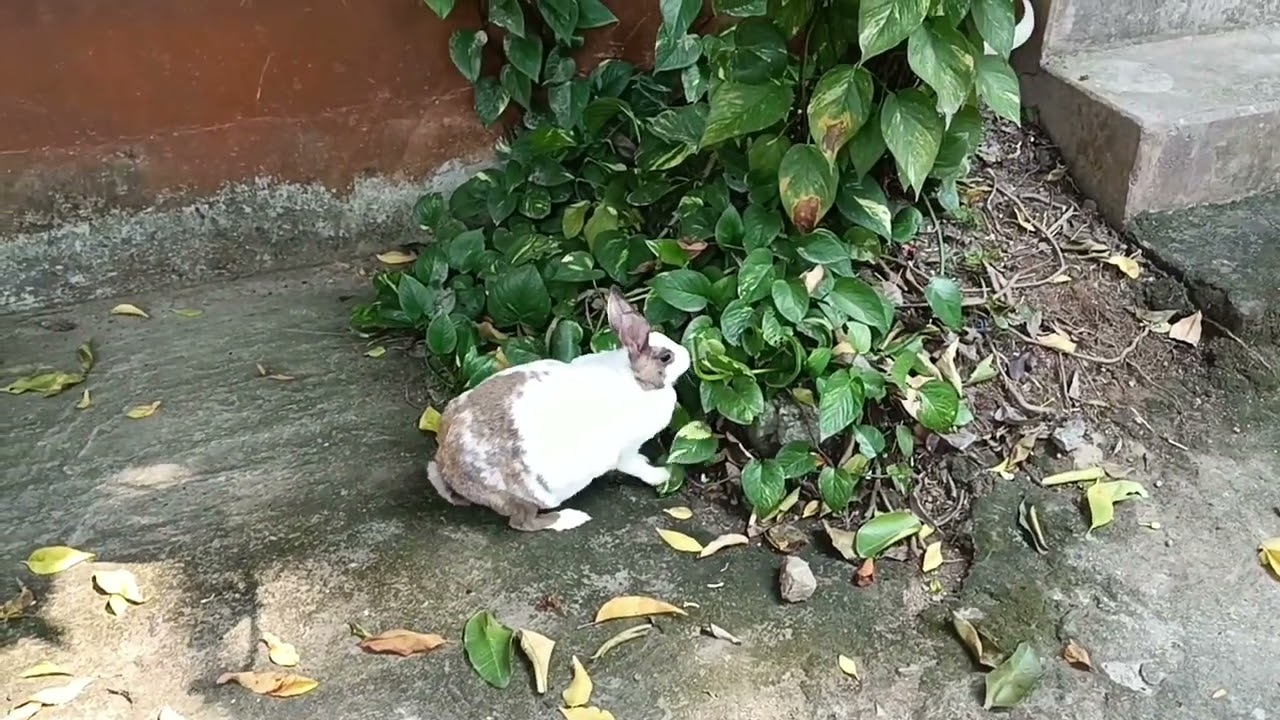 Bunny//rebbit