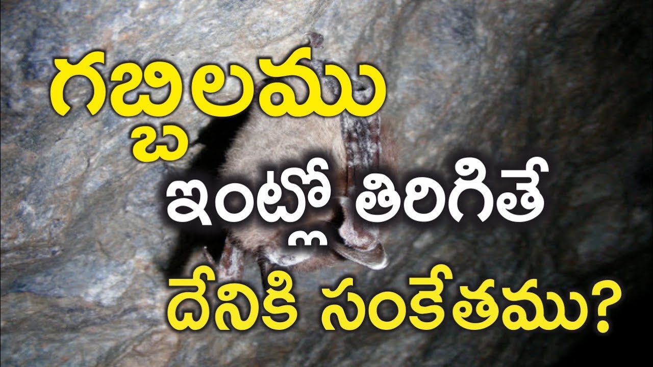 గబ్బిలము ఇంట్లో తిరిగితే దేనికి సంకేతము?