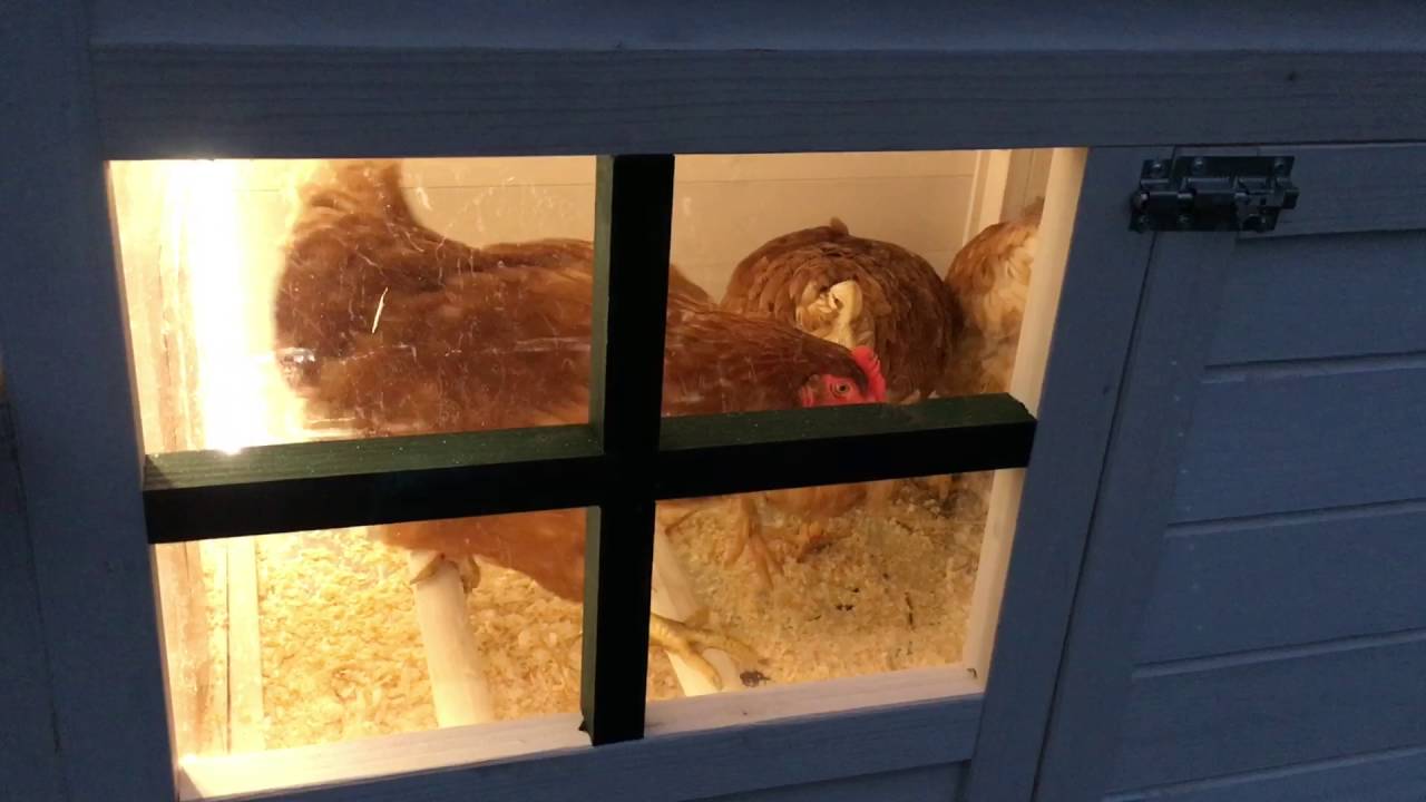 Eggchange - Hønsehold om vinteren