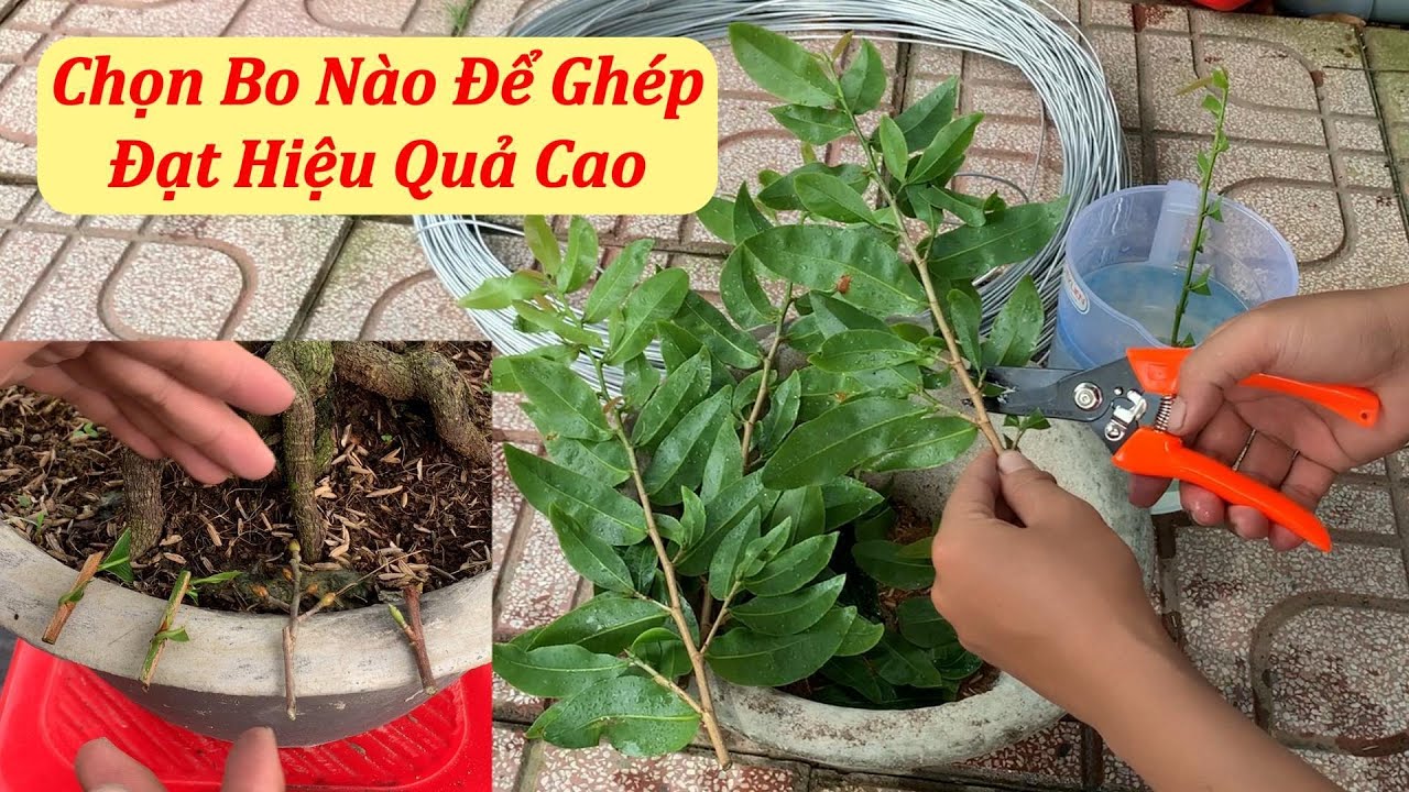 Chọn Bo Nao Để Ghép Đạt Hiểu Quả Cao, Ghép Mai Vàng - Mai Đa Phúc Duy Hiếu
