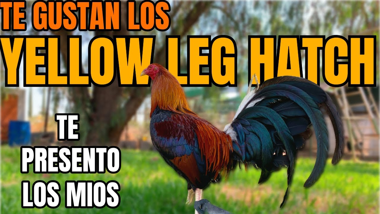 MIS YELLOW LEG HATCH.... conociendo como poder cruzarlos