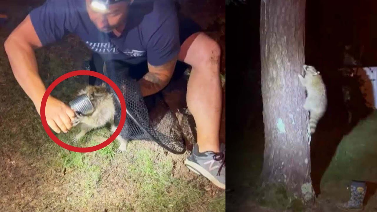 Raccoon With Head Stuck in Can Several Days Rescued