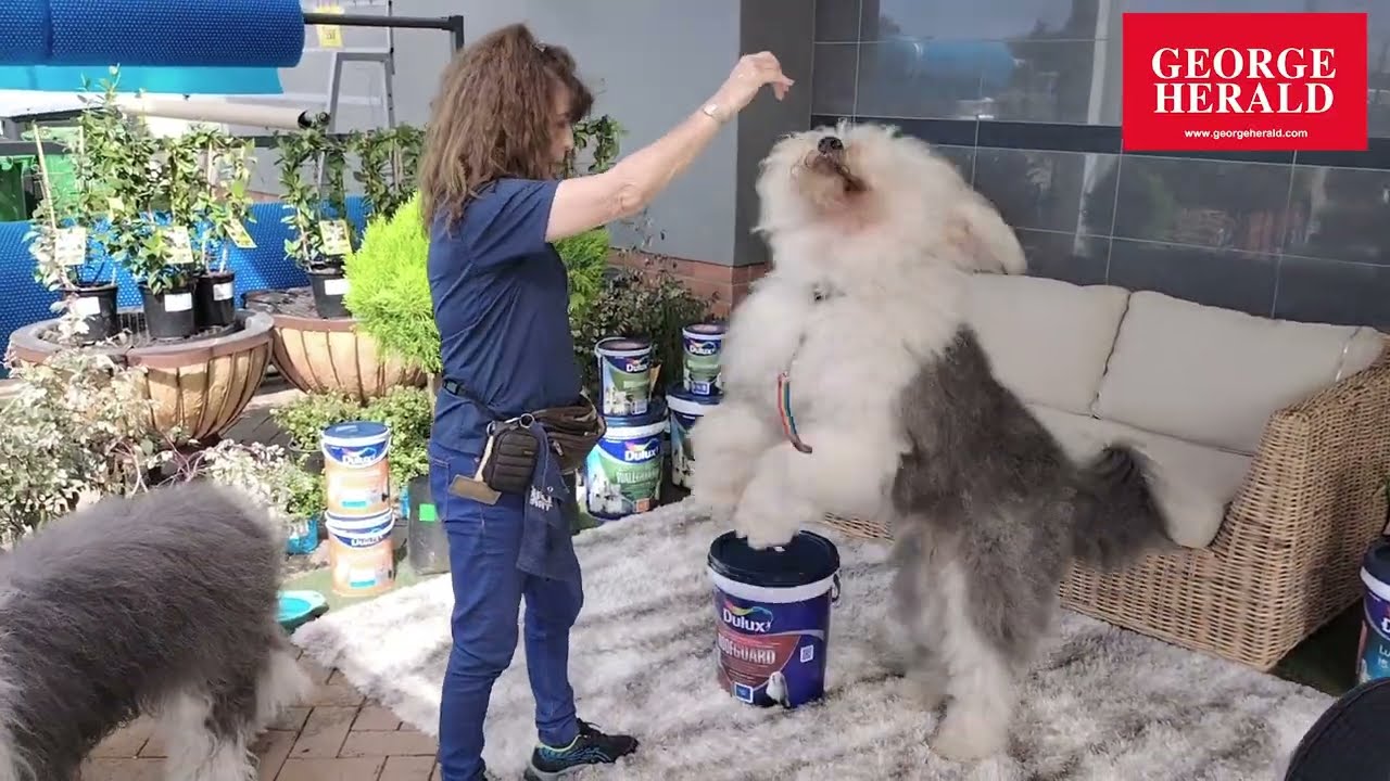 Dulux dogs bring cheer to George