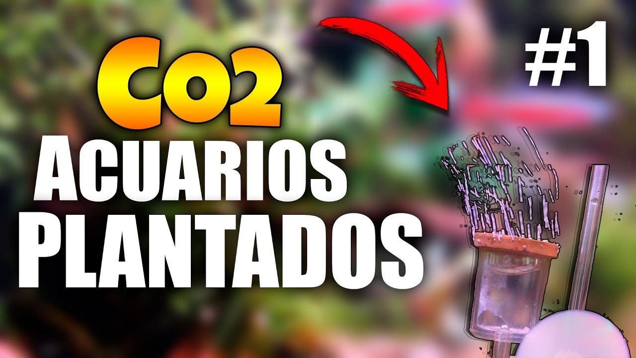¿Para qué SIRVE el CO2 en ACUARIOS PLANTADOS? ¿Cuánto tiempo dura? - 