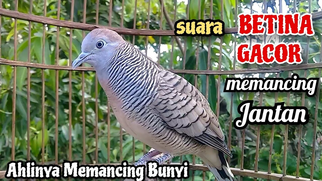 BETINA GACOR‼️Suara Perkutut Betina Memanggil Jantan || The female turtle dove calls the male
