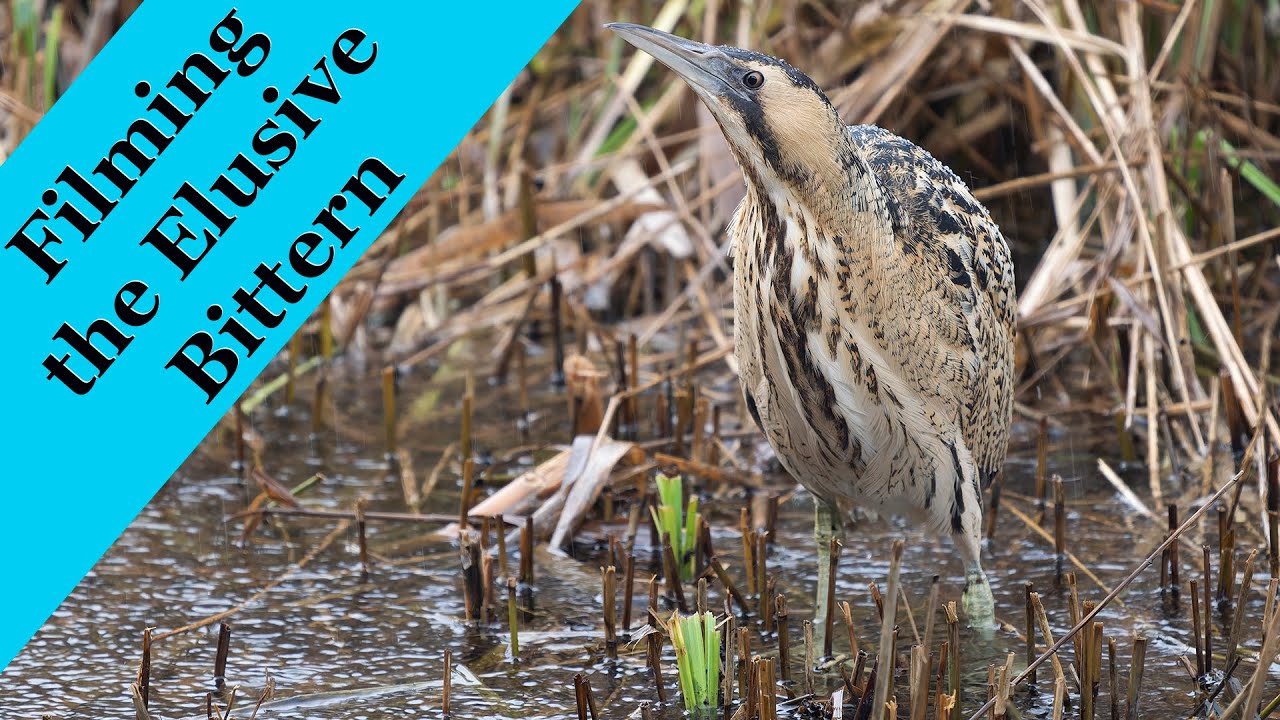 Filming the elusive Bittern with the OM-1 Mk2 an dthe 150-400mm lens