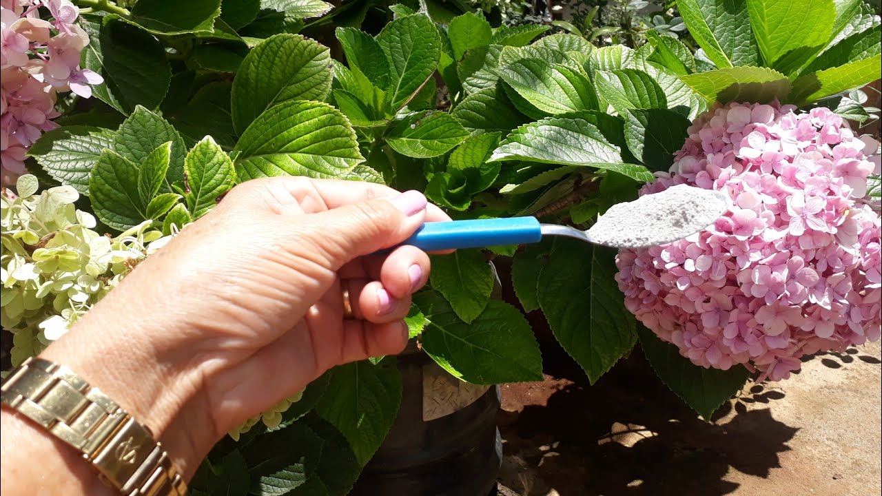 Porque usar calcário, e como usar na planta!