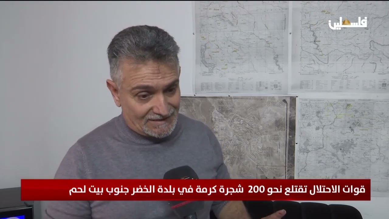 قوات الاحتلال تقتلع نحو 200 شجرة كرمة في بلدة الخضر جنوب بيت لحم